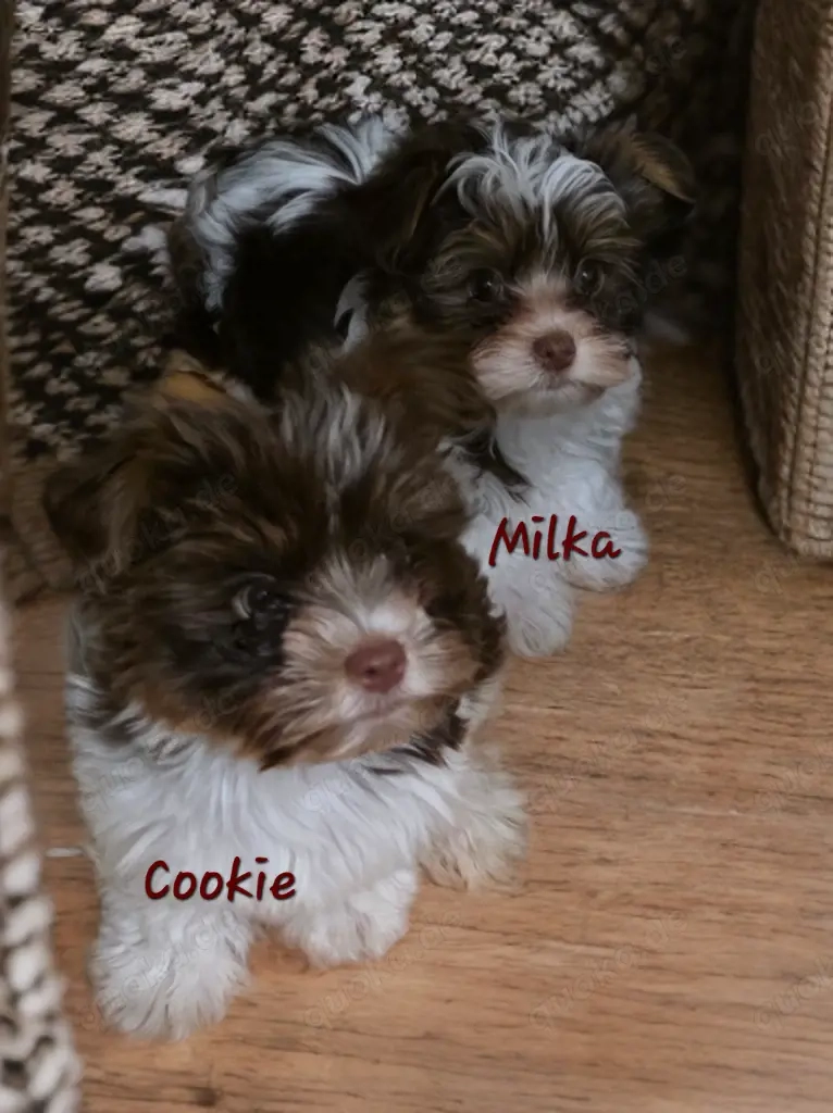 Biro Yorkshire Terrier Welpen 