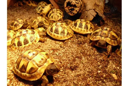 Griechische Landschildkröten, Deutsche Nachzuchten aus 2025
