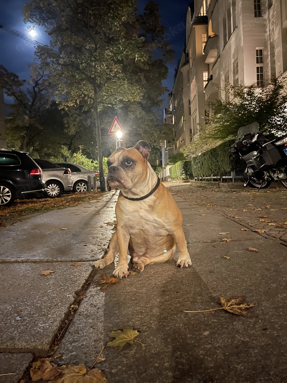 Englische Bulldogge - Sucht liebevolles Zuhause. 