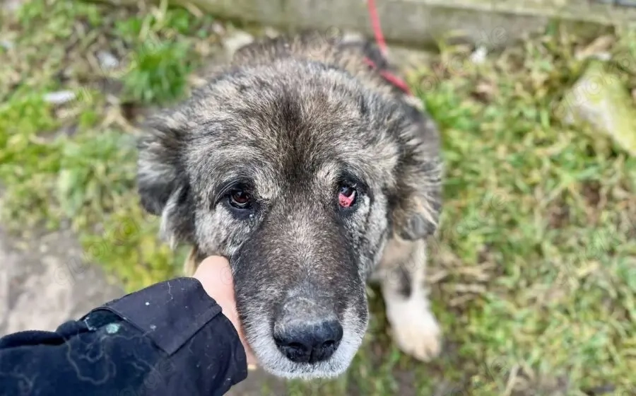 Alte Pfoten, sanfte Seele: Samorae möchte endlich zu Hause ankommen