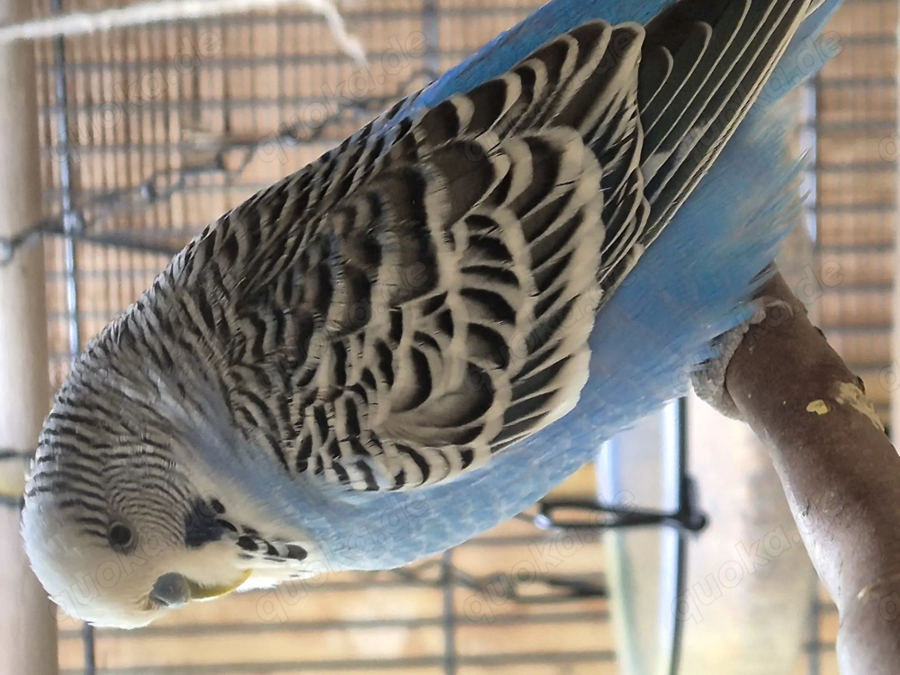 Wellensittich mit Großen Käfig