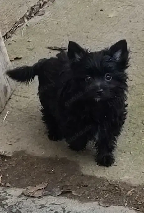 YorkChiwelpen (Mama Yorkshire, Papa Chihuahua) suchen ein liebevolles Heim.