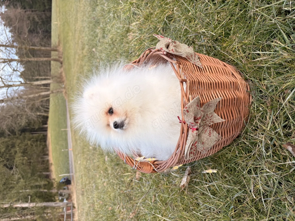 Pomeranian Zwergspitz Welpe (Rüde)