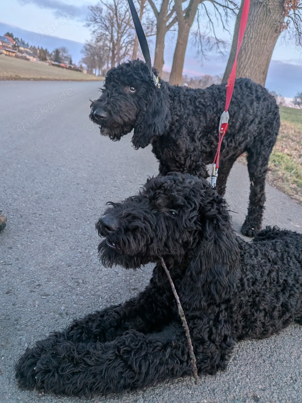 Labradoodle F1BB Welpen