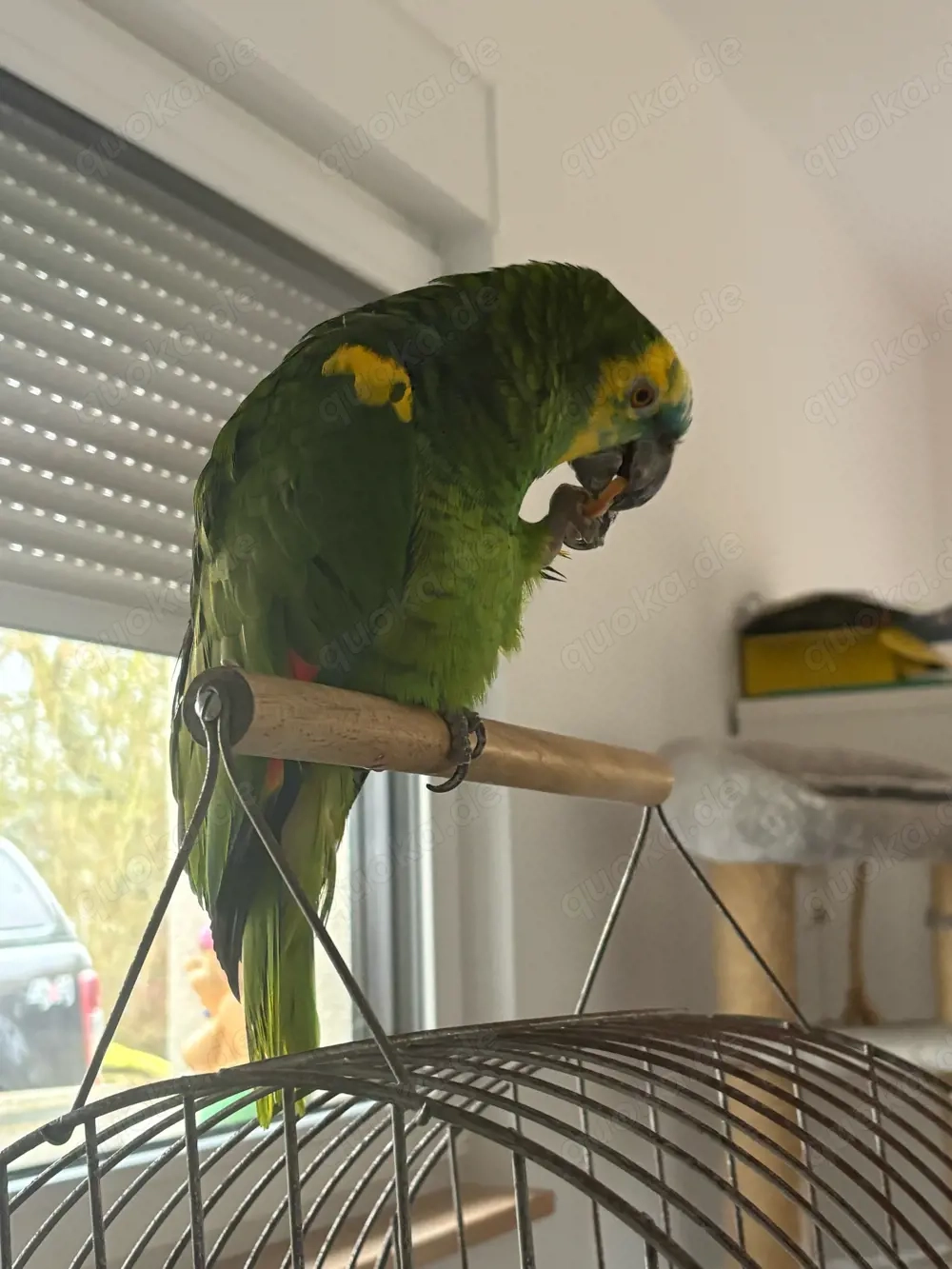 suche blaustirnamazon henne 