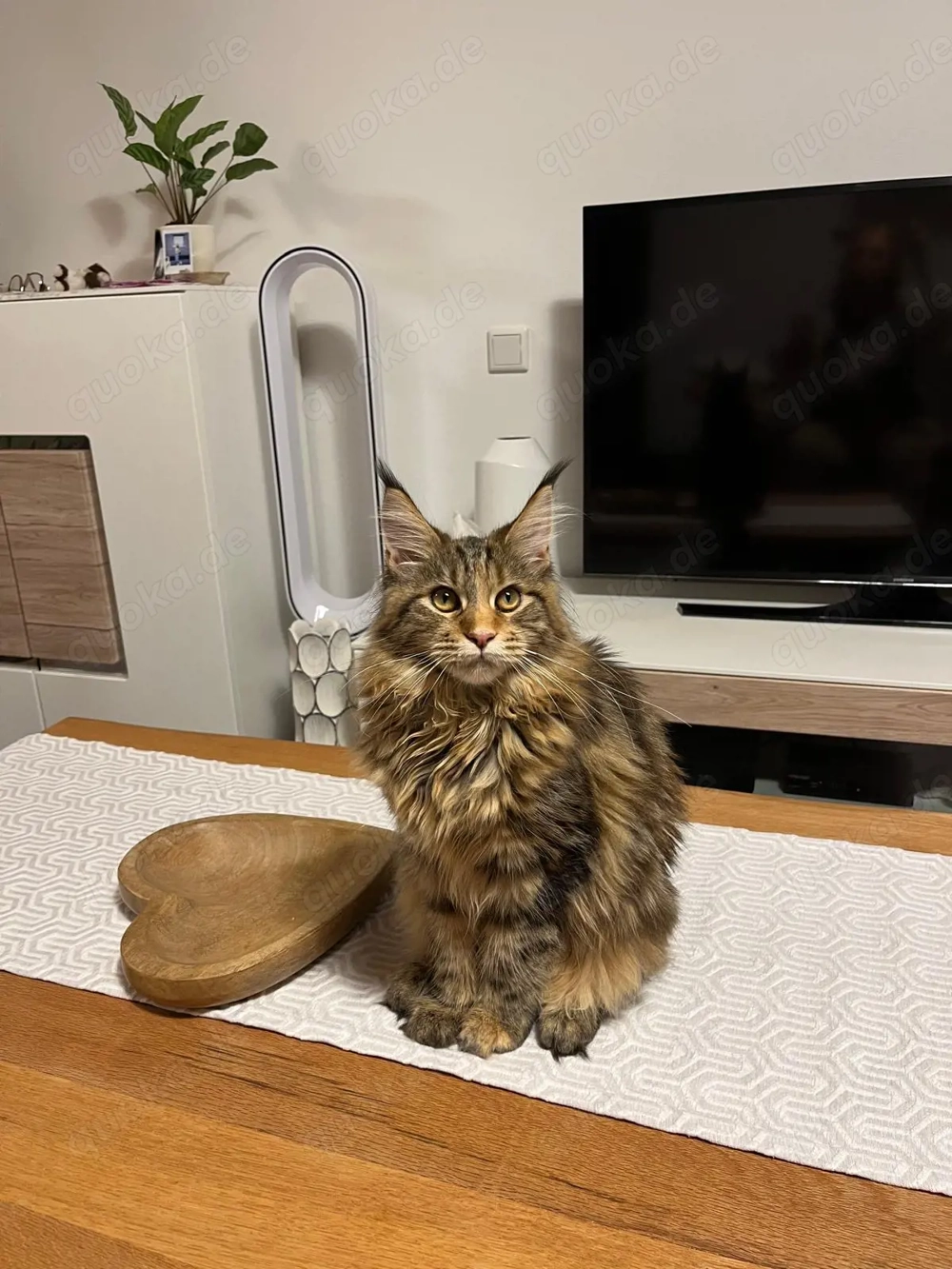 Maine-Coon katzen mit gute grosses Quilted