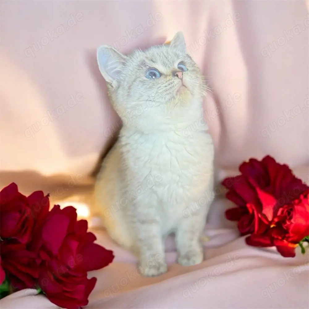 BKH,Kitten Britisch Kurzhaar Kitten,Katze,Kater aus Champion-Linien in Lilac, Golden & Cinnamon