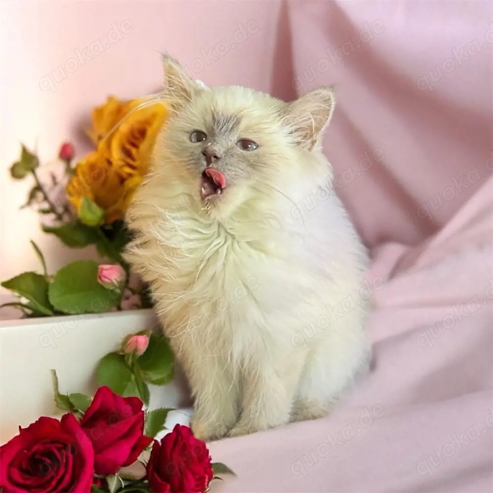 BKH,Kitten Britisch Kurzhaar Kitten,Katze,Kater aus Champion-Linien in Lilac, Golden & Cinnamon