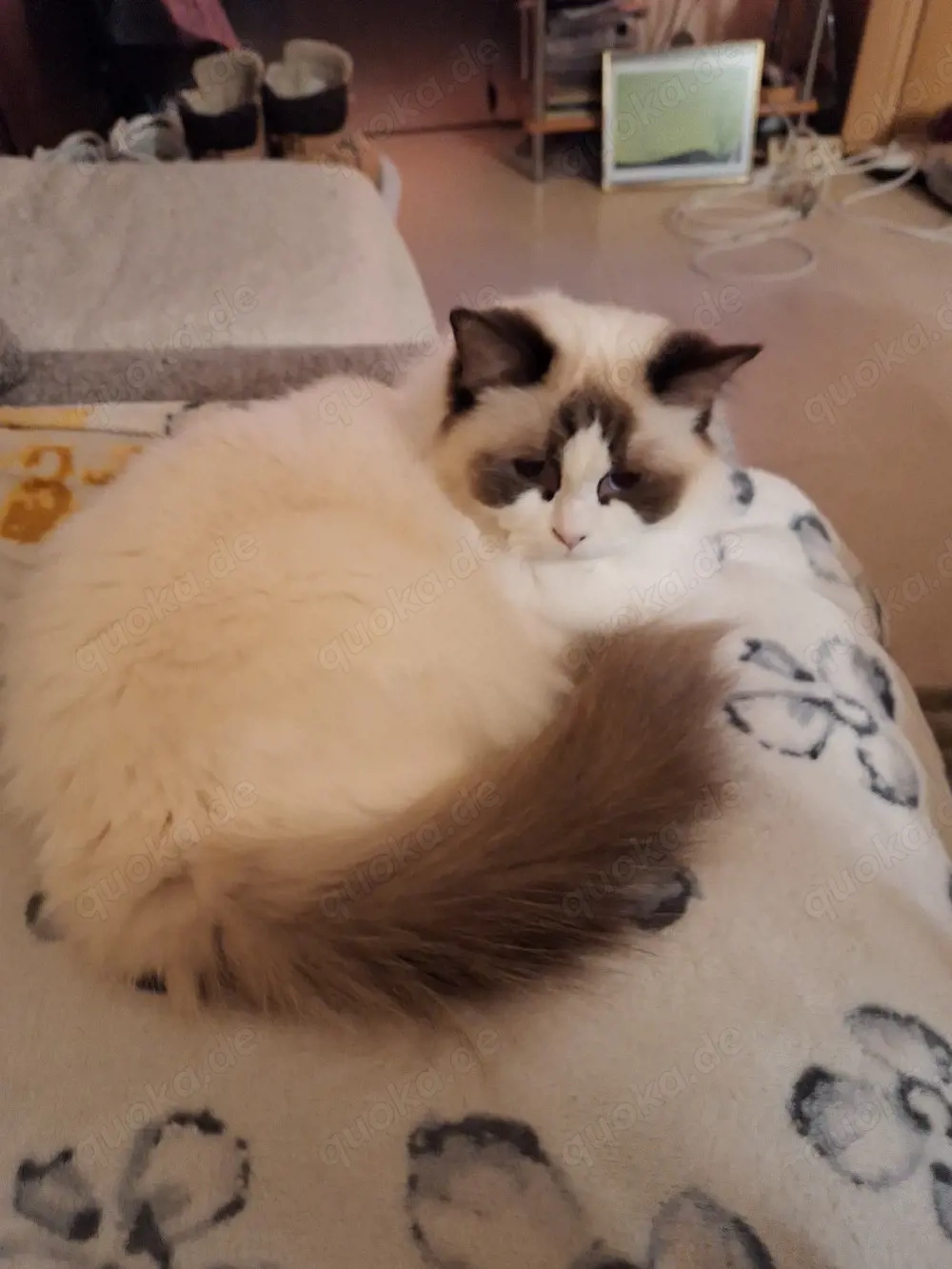 Katzen Betreuung mobil