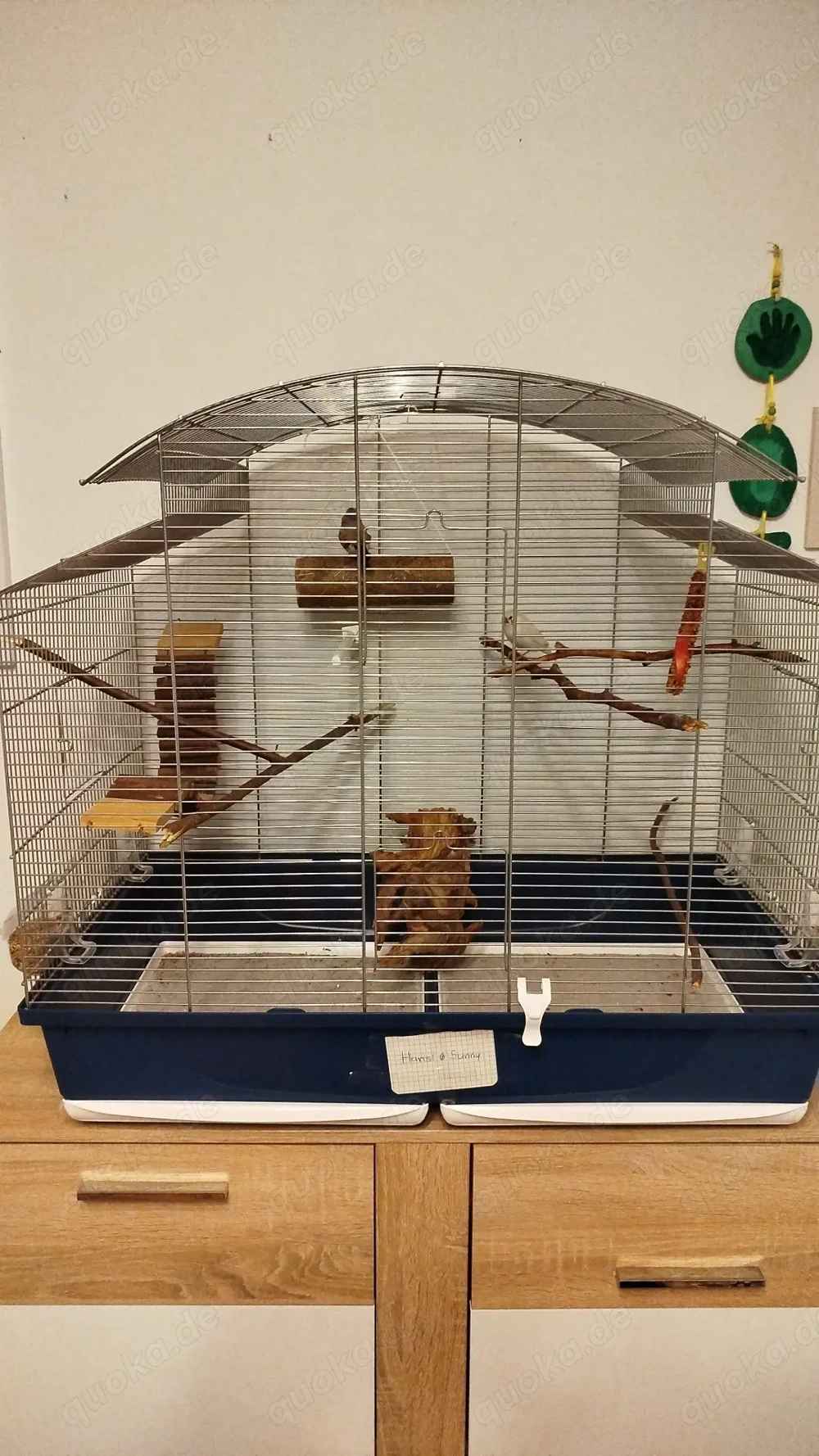 2 Zebrafinken  Pärchen