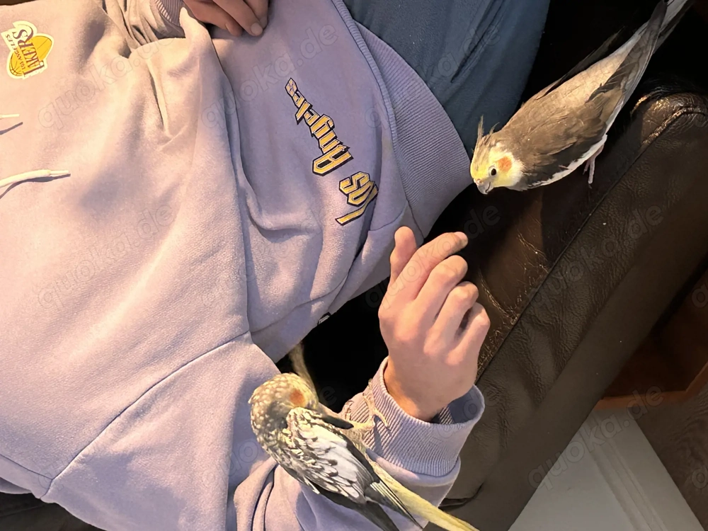 Handzahme Nymphensittich Pärchen