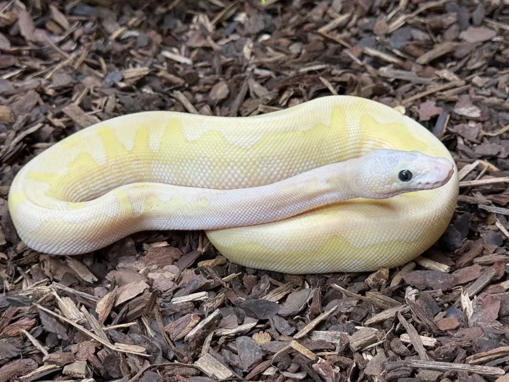 königspython 0.1 Osterspecial! Super Pastel Fire Lesser Stranger Clown 