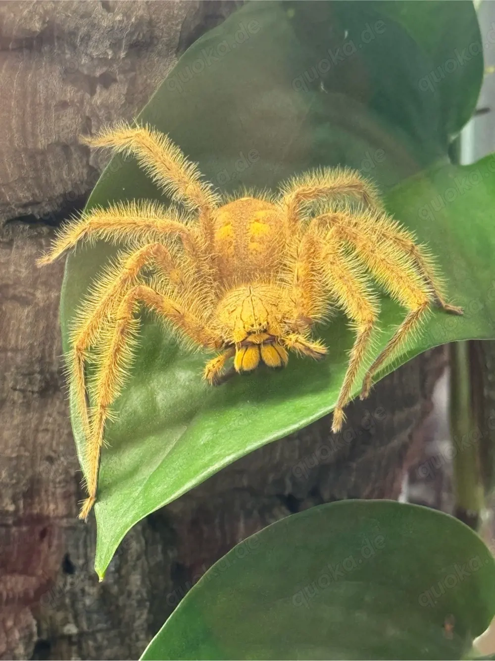 Heteropoda davidbowie n4