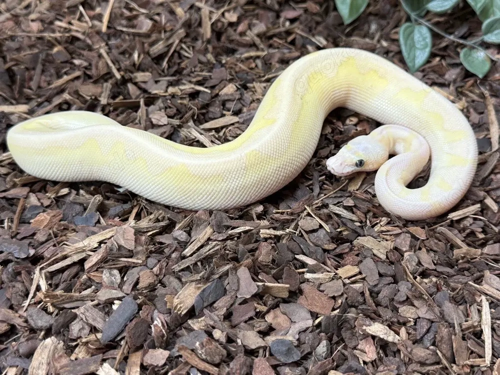 königspython 0.1 Super Pastel Fire Lesser Stranger Clown