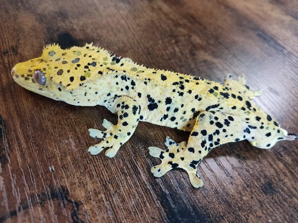 1.0 Superdalmatien Kronengecko 