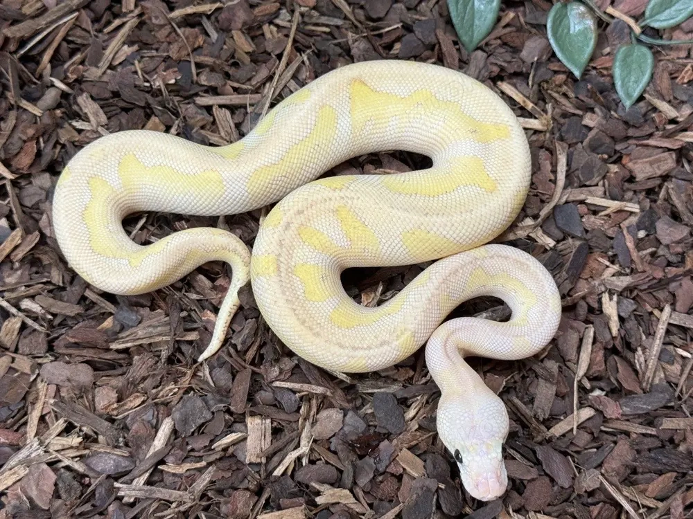 Osterspecial! königspython 1.0 Super Pastel Lesser Stranger Clown