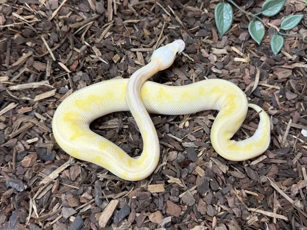 königspython 1.0 Super Pastel Stranger Lesser Fire Clown Osterspecial 