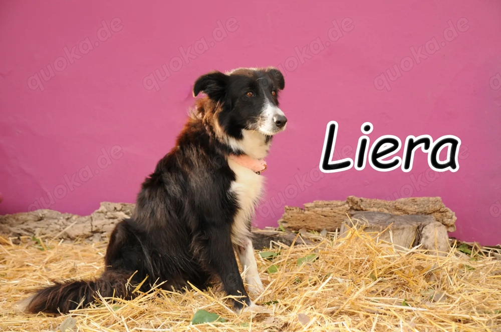 Wer zeigt dieser besonderen Hündin, wie schön ein eigenes Zuhause sein kann?