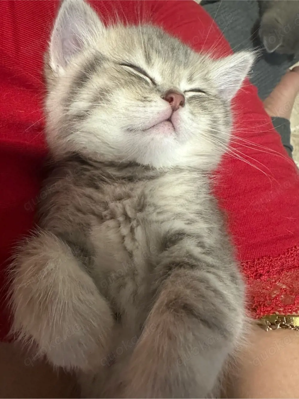    Britisch Kurzhaar Katzenbabys (2 Monate)   zur Vorreservierun