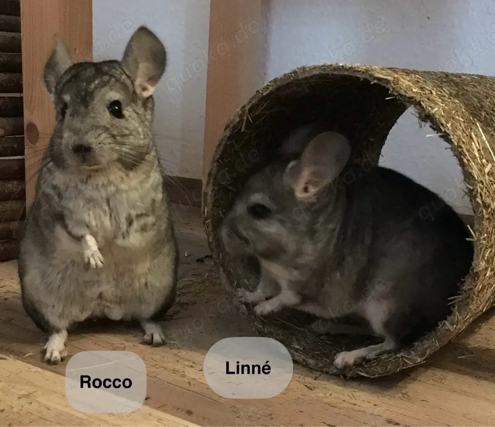 Neues Zuhause für 2 Chinchilla gesucht