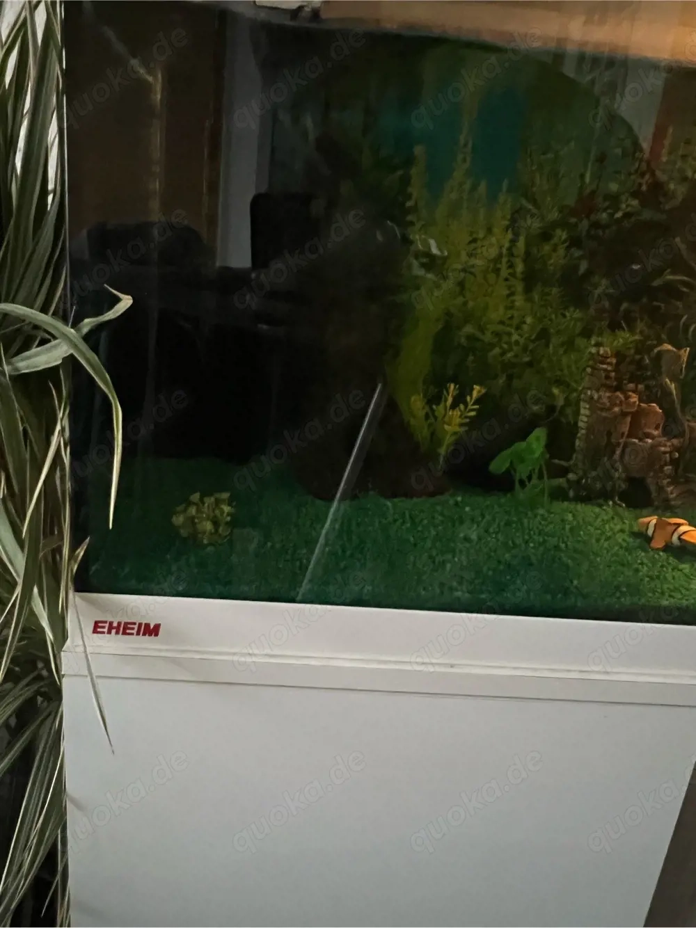 2 wasserschildkröten mit Aquarium