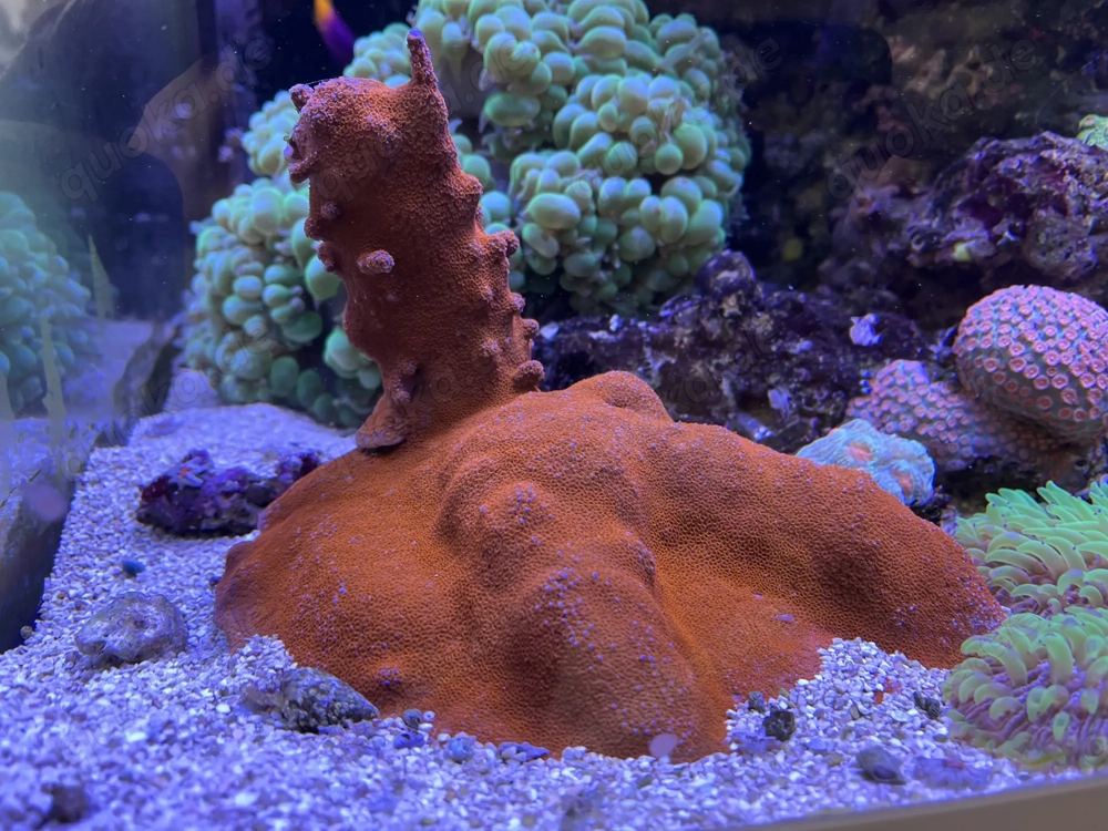rote Montipora auf Stein