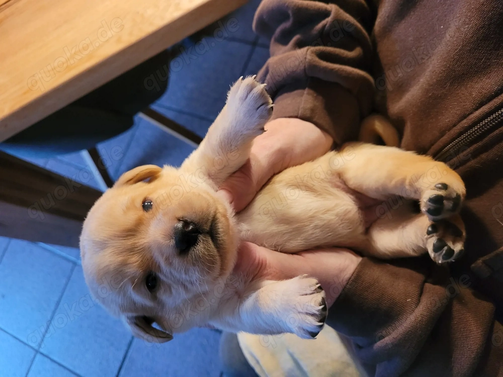 Labrador Welpen in gelb