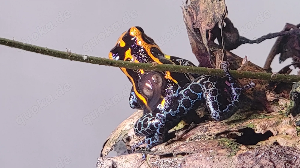 Ranitomeya imitator jeberos 1.0