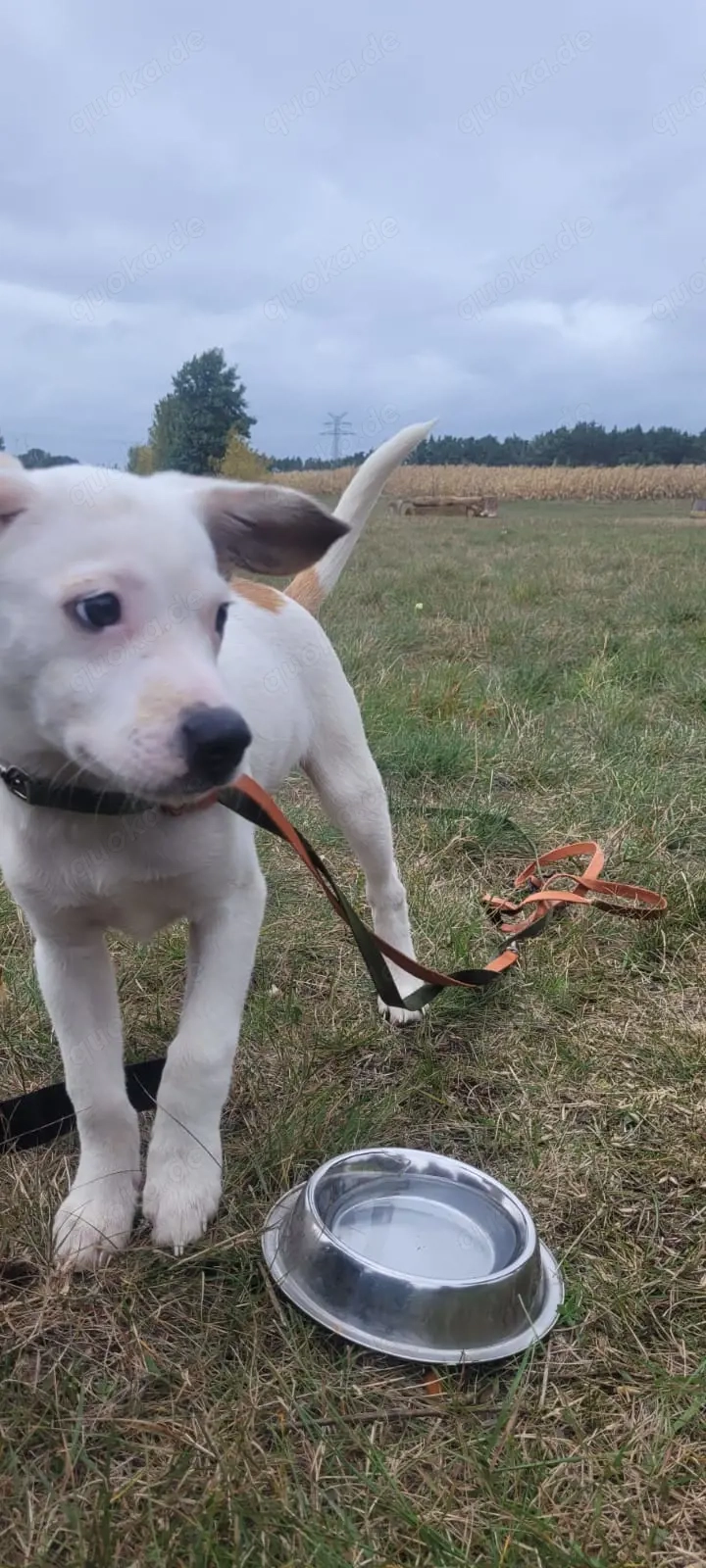 Kleines Powerpaket sucht liebevollen Einzeplatz im Grünen - Beagle-Chihuahua-Jackrussel