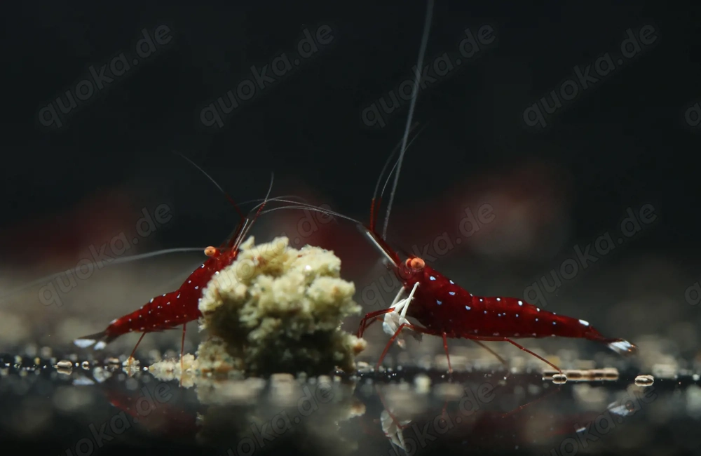Kardinalsgarnelen OE - Caridina dennerli - Sulawesi Garnelen