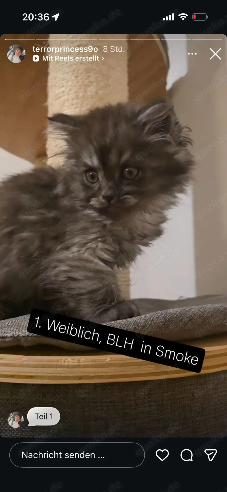 Letzte Mädchen BLH Mix