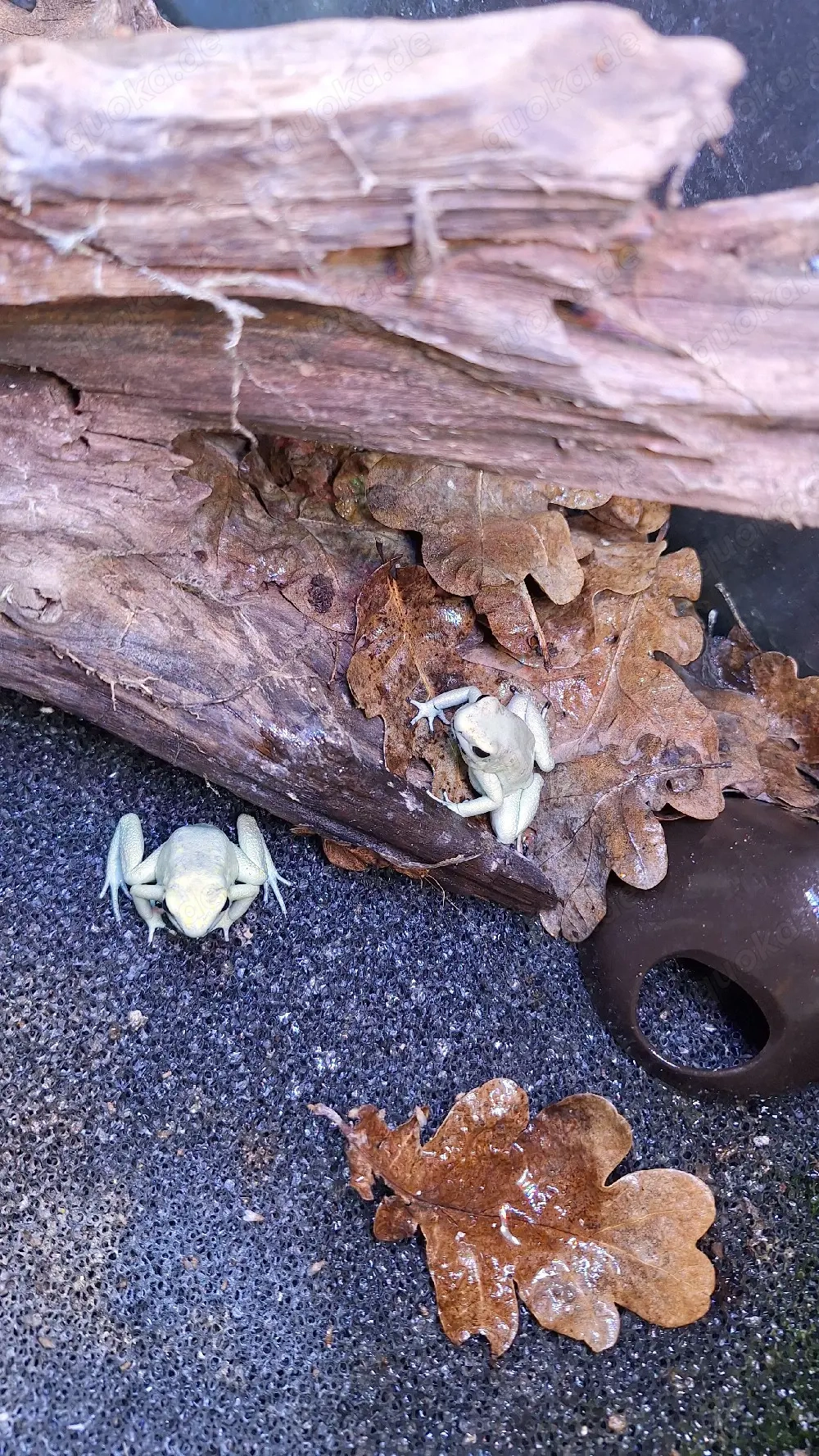 Phyllobates Terribilis Mint und Terribilis Gelb