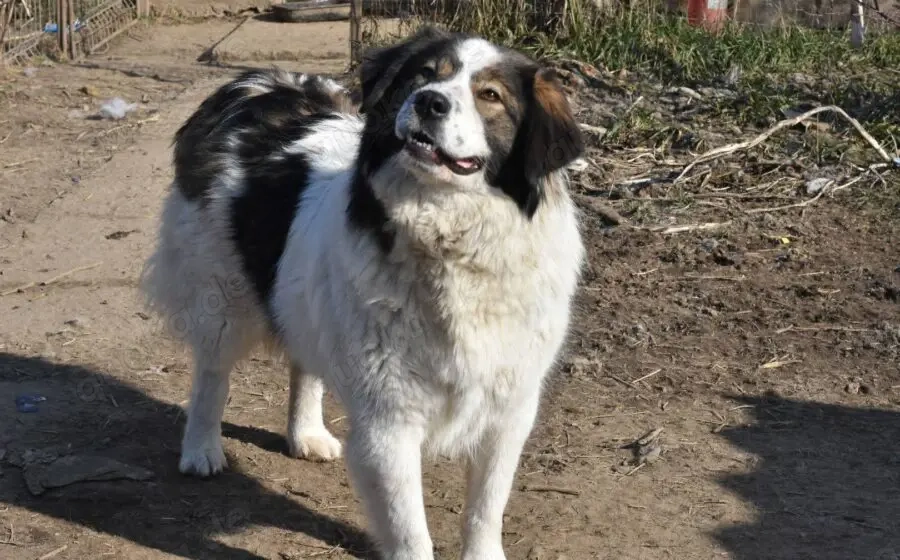 Mishka, außergewöhnlich herzliche Fellmädchen sucht ihr Traum-Zuhause!