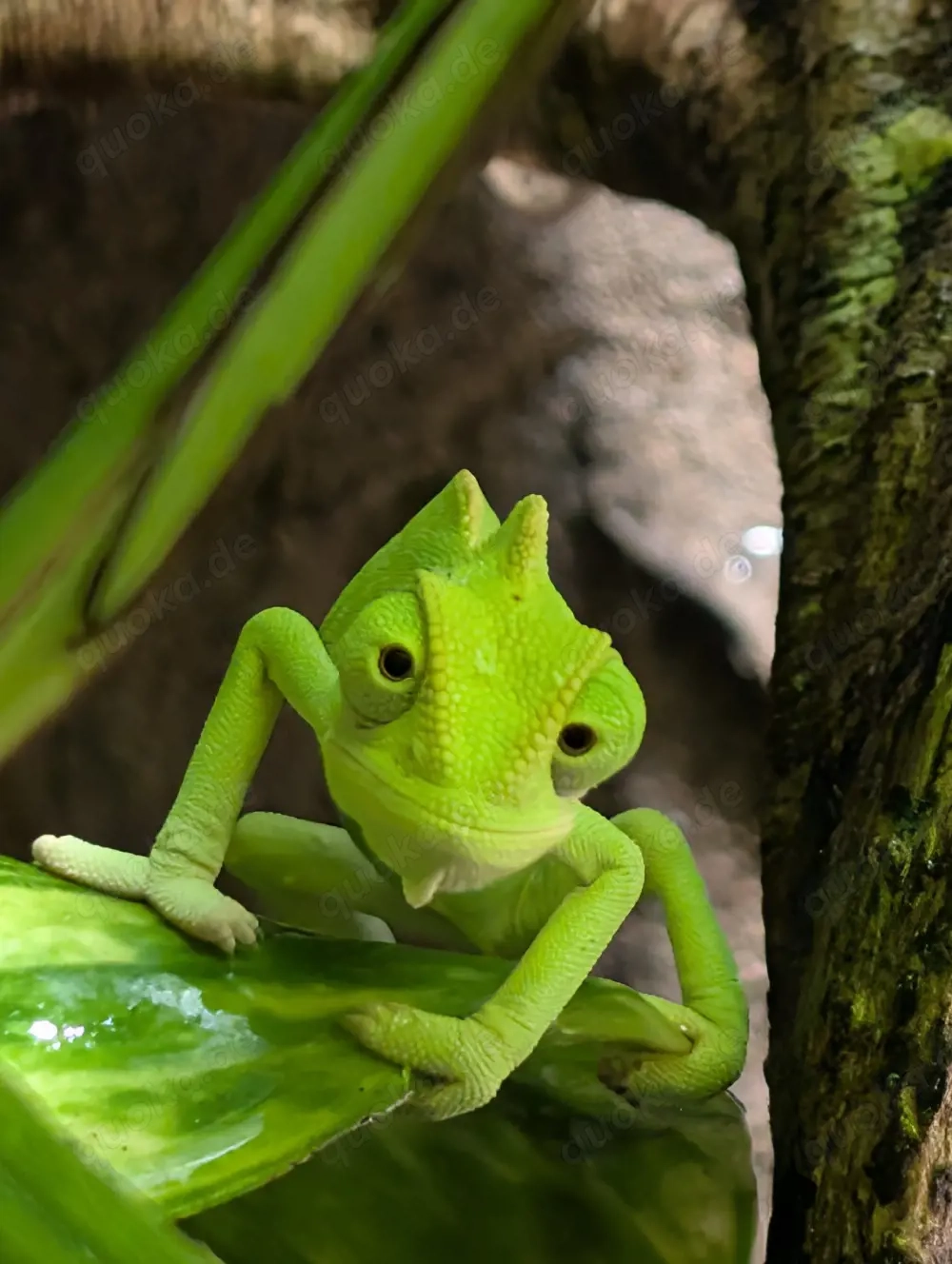 Jemenchamäleon *Chamaeleo calyptratus* Weibchen 