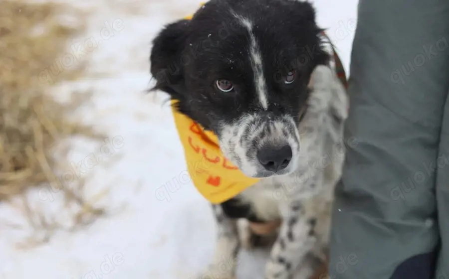 Sanftmütiger, hübscher Rüde Bam Bam