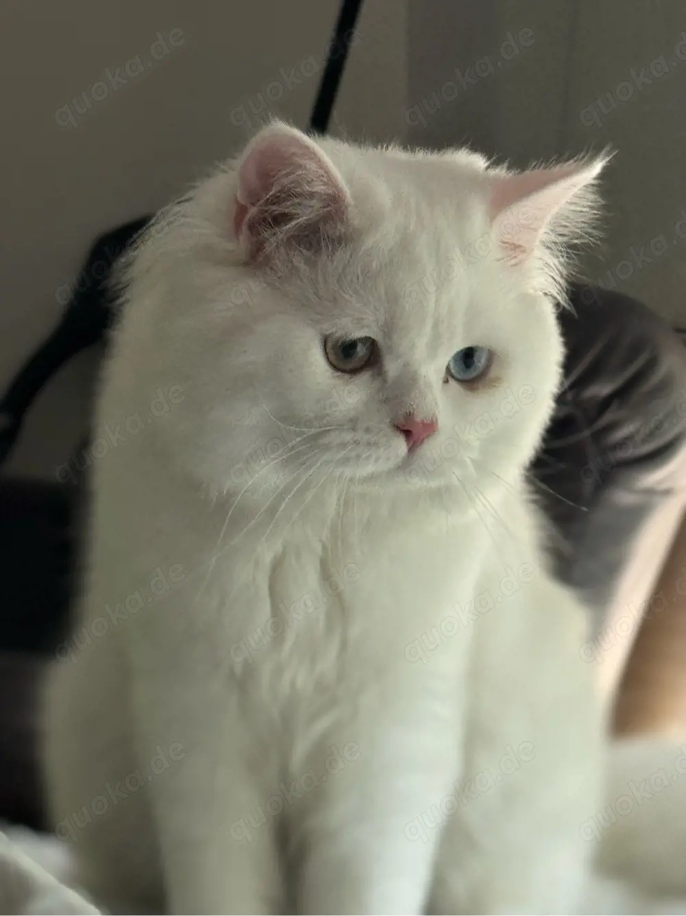 Wunderschöner weißer Kater mit zweifarbigen Augen abzugeben