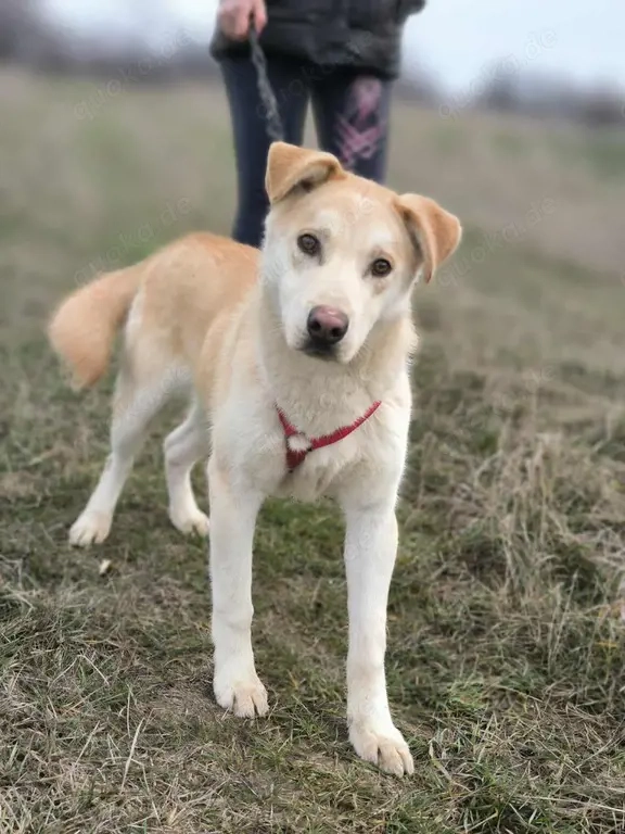 Traumhund sucht liebevolles Zuhause