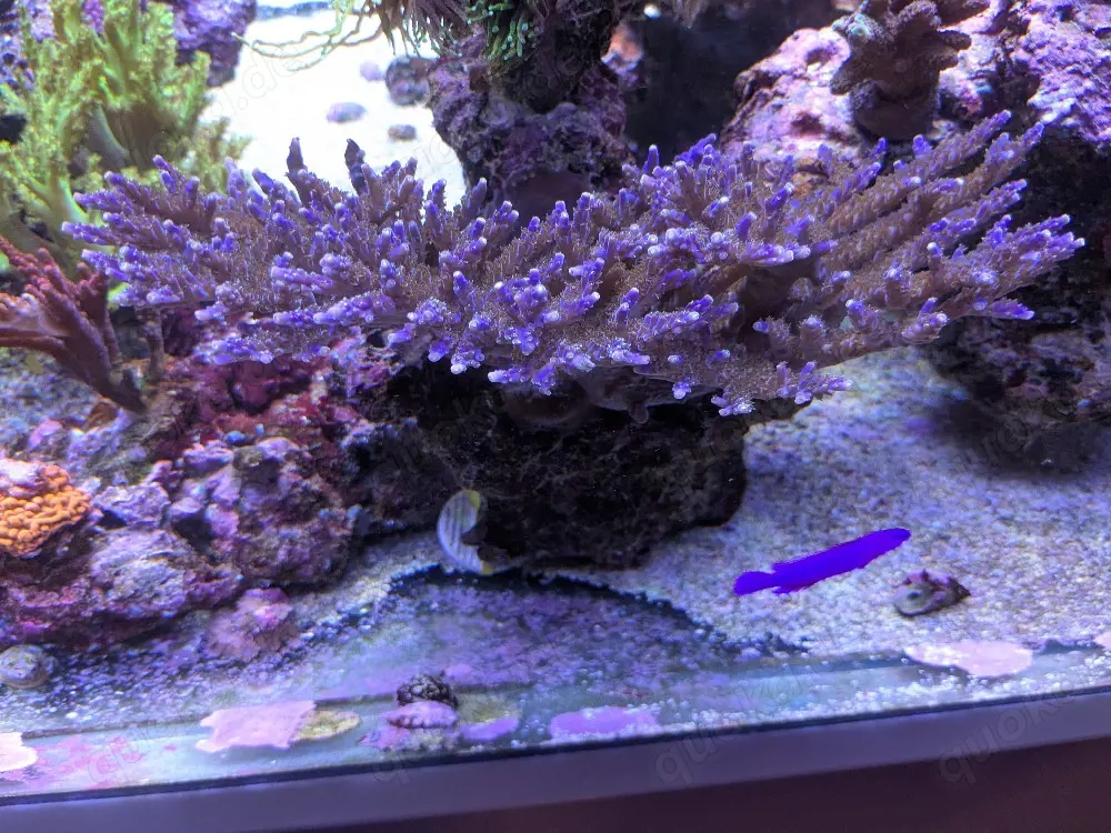 SPS Korallen Ableger Acropora 