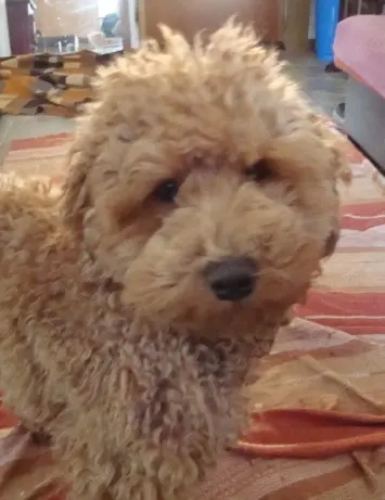 So eine Süße! Aussiedoodle-Junghündin sucht liebevolles Zuhause