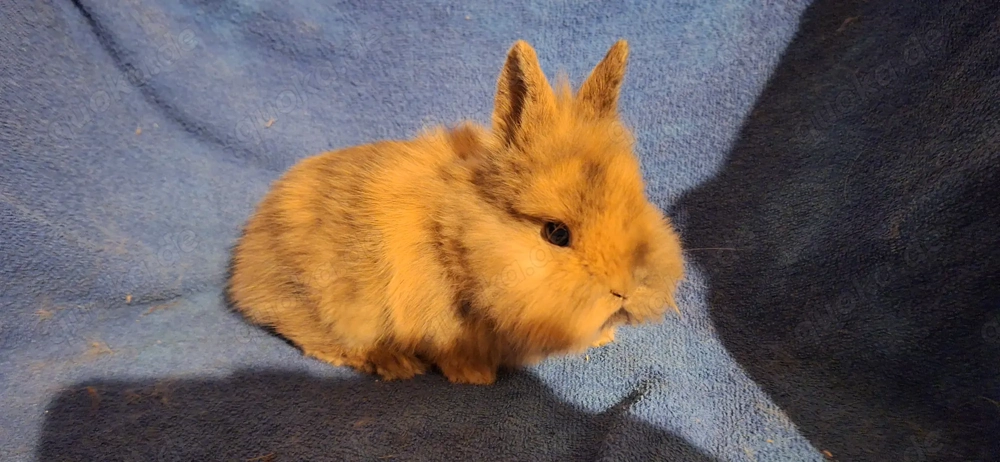 Zwergkaninchen Löwenköpfchen 