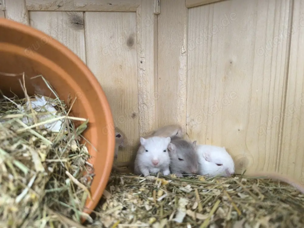 Rennmäuse abzugeben 