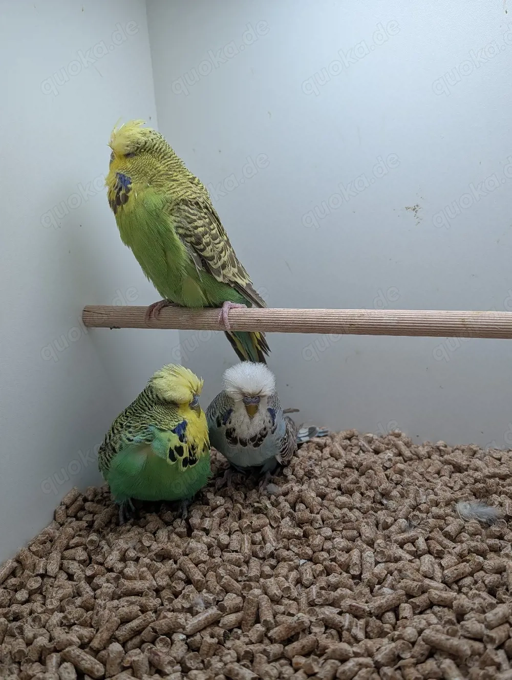 Schau Wellensittiche abzugeben 