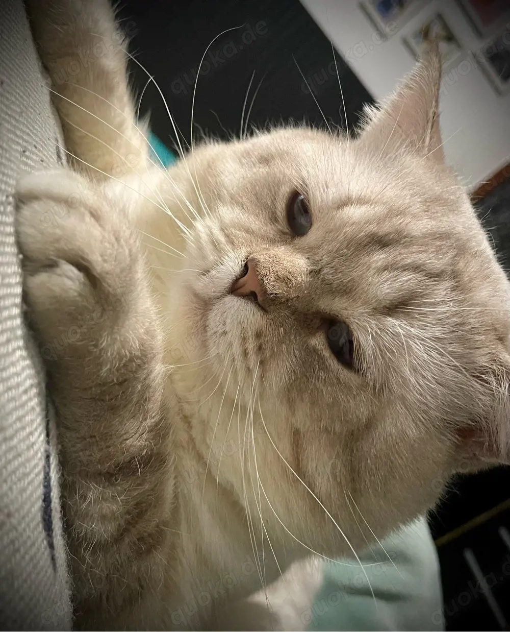  BKH Deckkater blue point  