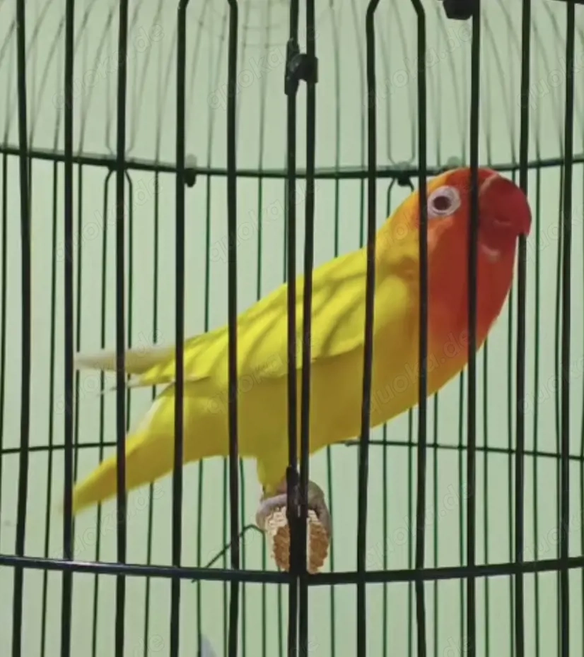 Pfirsichköpfchen Suche!