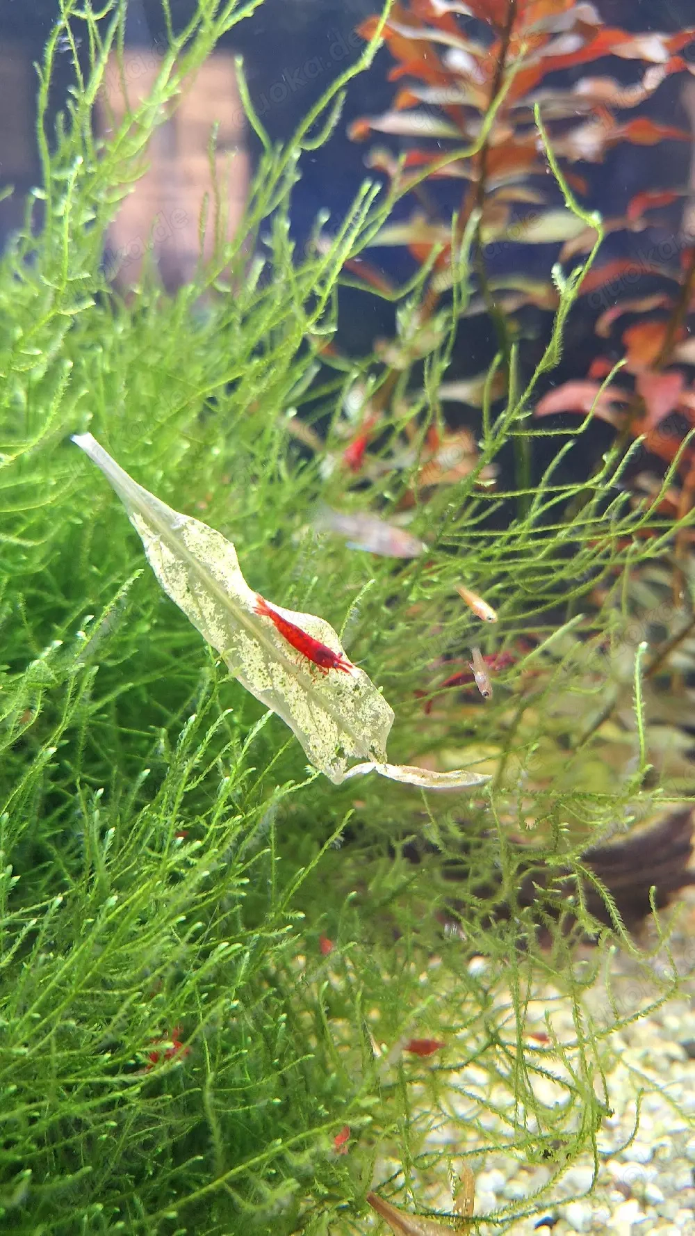 Garnelen, Neocaridina Garnelen 