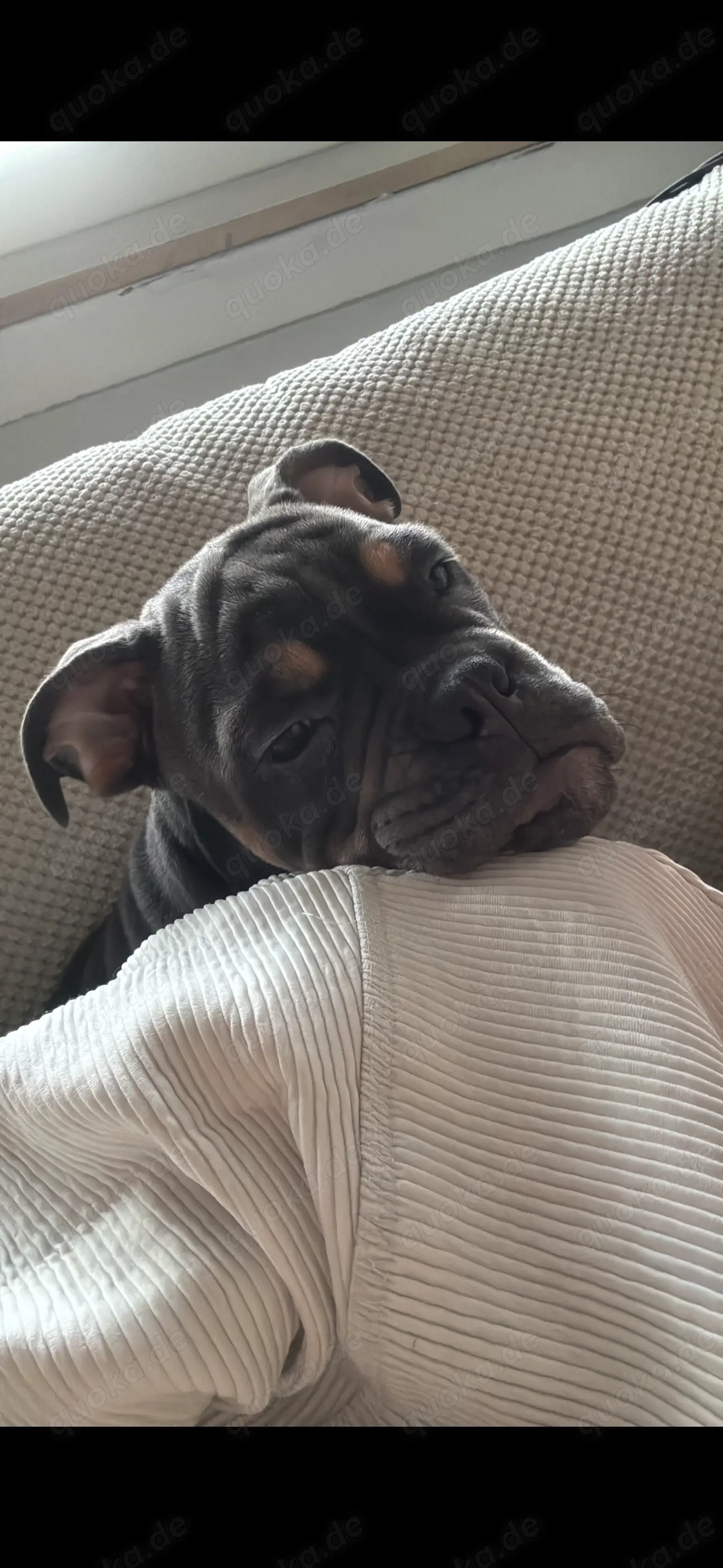 Old english Bulldog rüde 5 Monate alt 