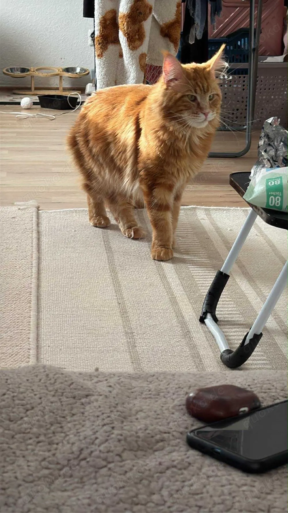 maine coon deckkater