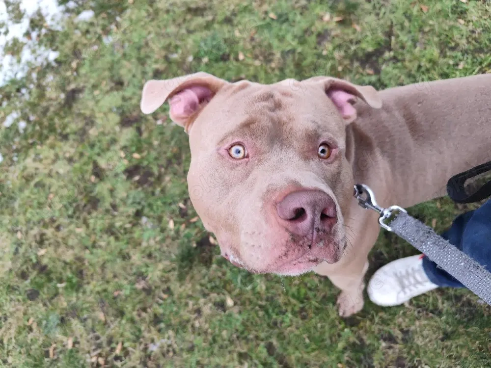 American Bully XXL Deckrüde (lilac) kein Verkauf!!