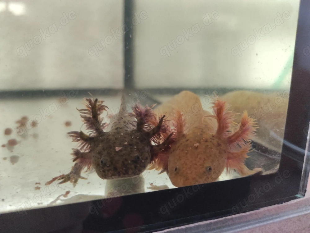 Axolotl Jungtiere, ca.15 cm