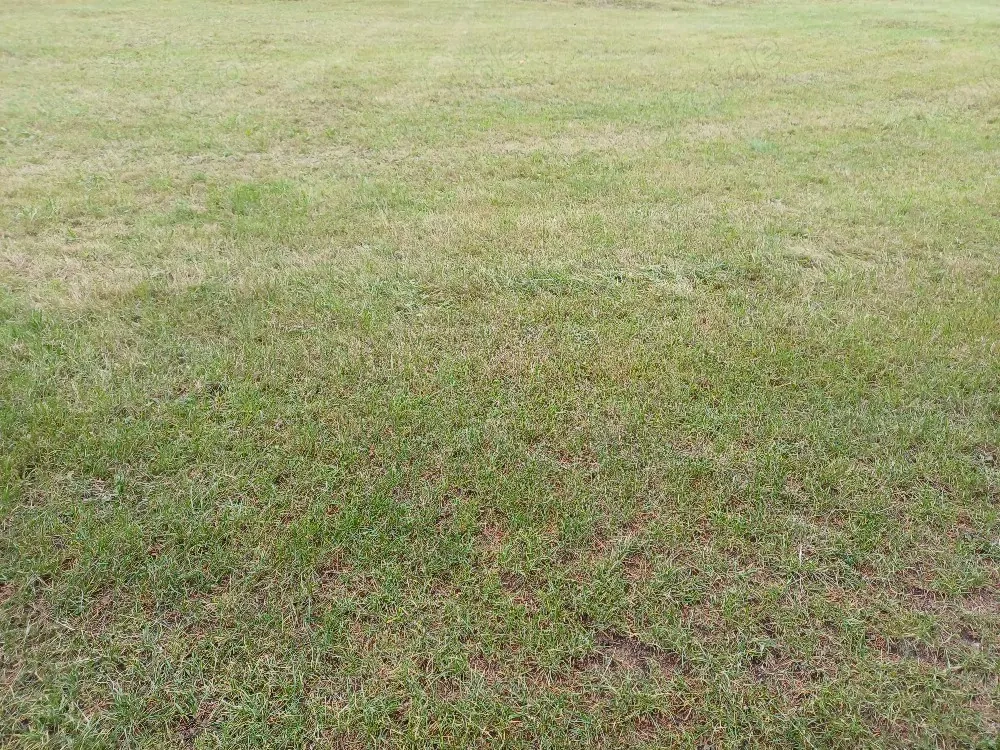 Suche Grundstück oder Wiesengrundstück 